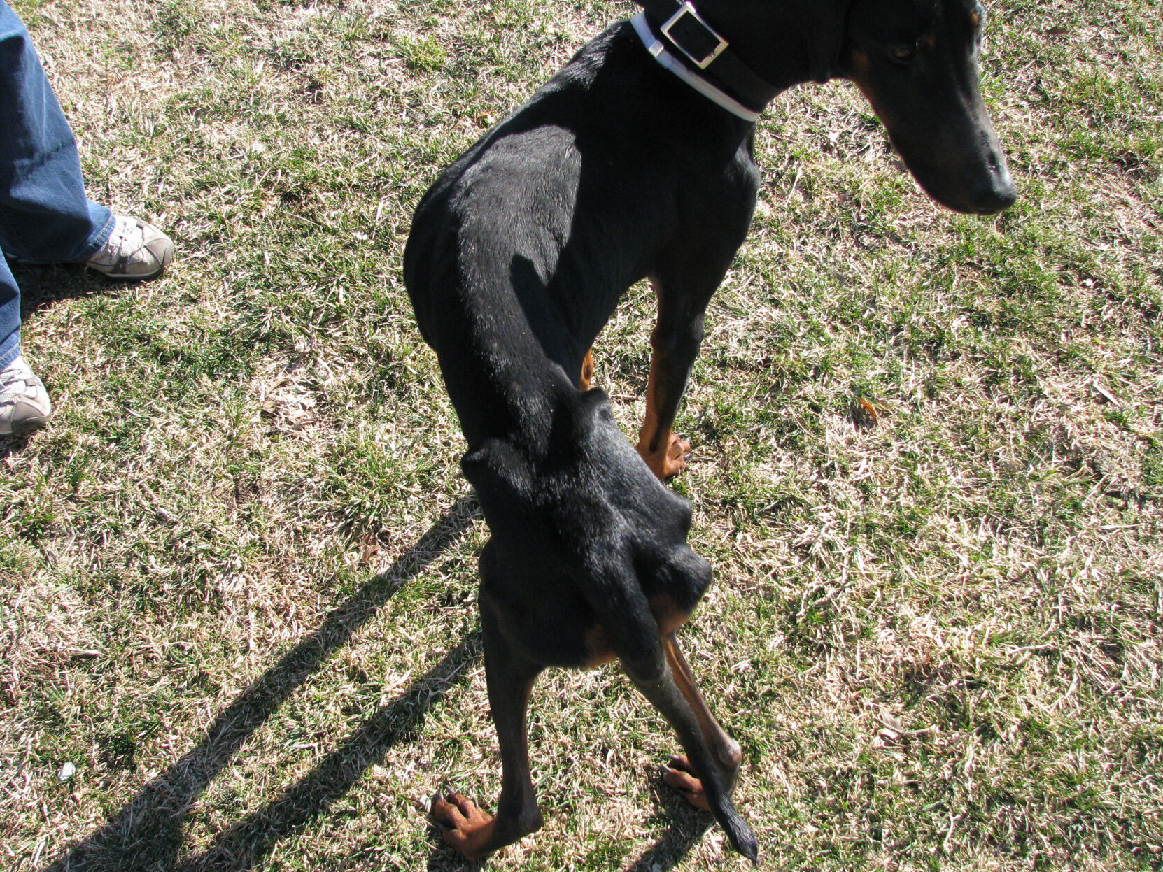 Abused, neglected dog